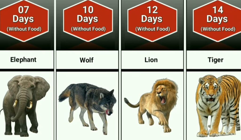 how many days lion and Other Animals go without eat