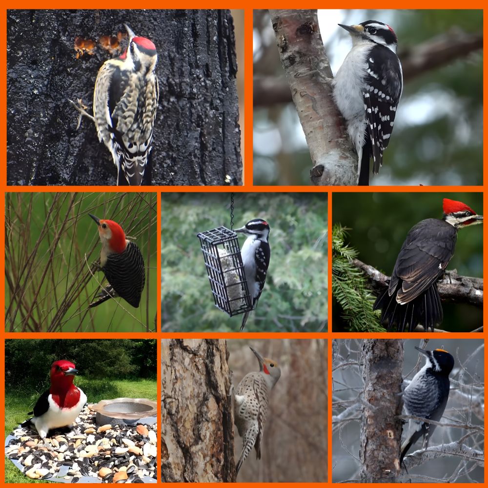 8 Rare Woodpeckers In Michigan (With Pictures) - Animallearns