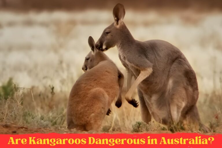 Are Kangaroos Dangerous in Australia?