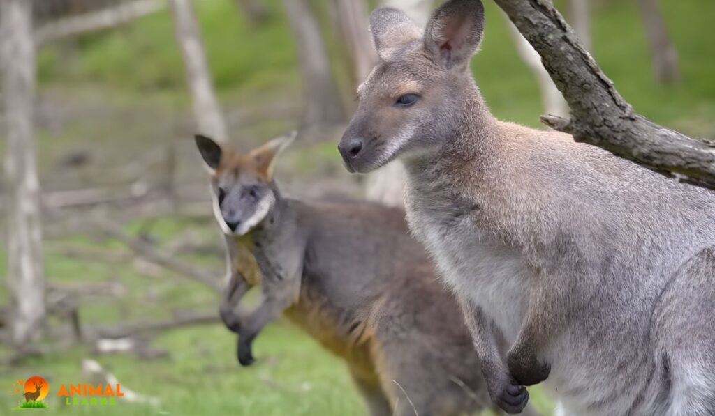 Are Kangaroos Dangerous in Australia
