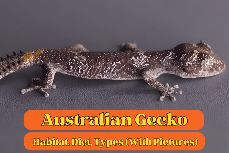 Beautiful Australian Gecko | Habitat, Diet, Types – Animallearns