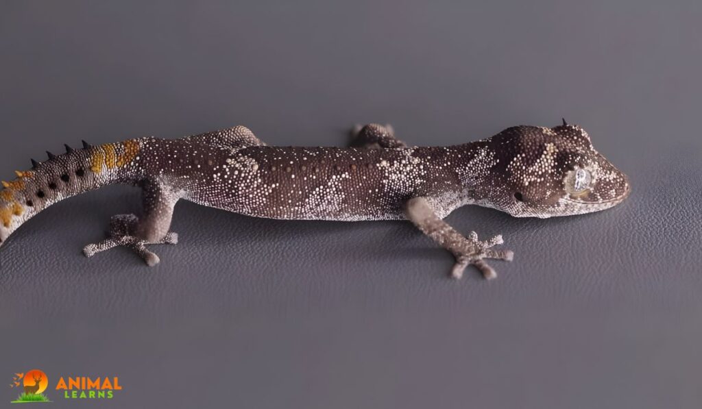Australian Gecko Appearance