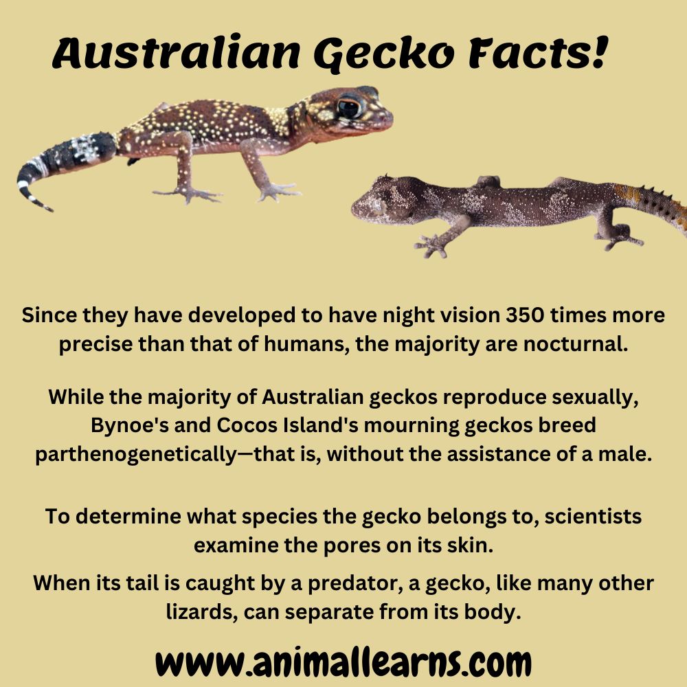 Australian Gecko Facts!