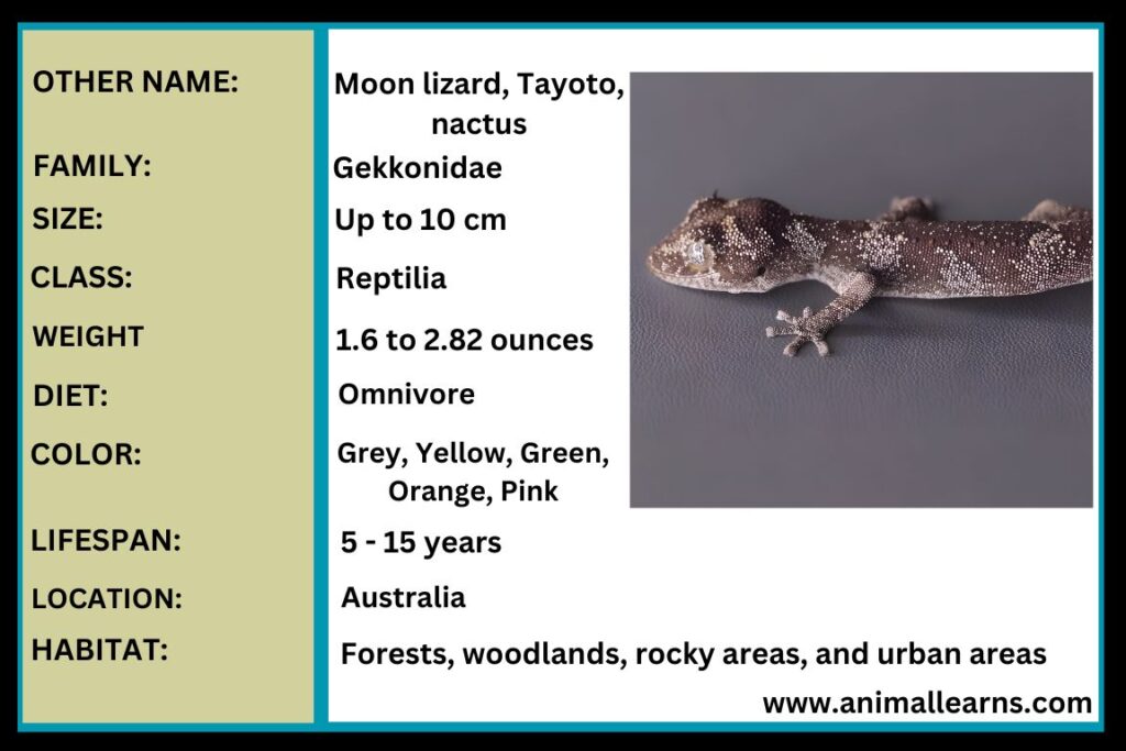Australian Gecko  Habitat, Diet, Types - Animallearns