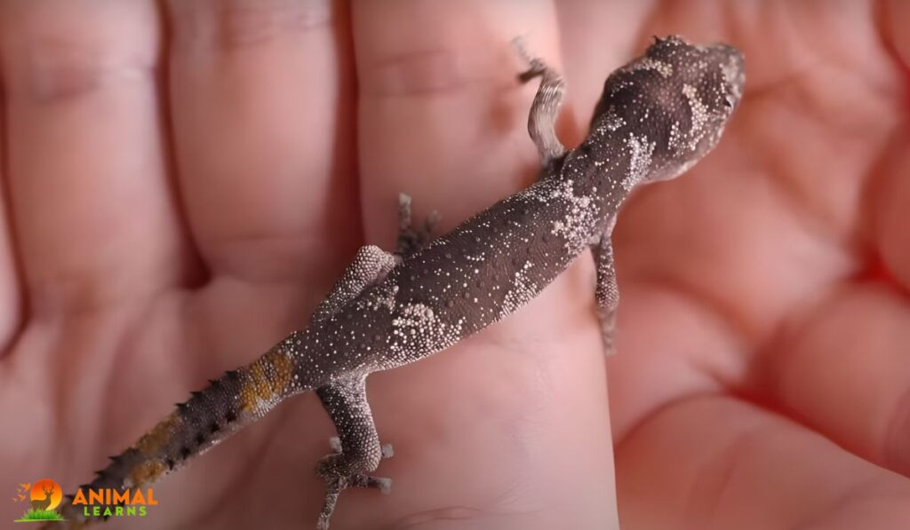 Australian Gecko Pets