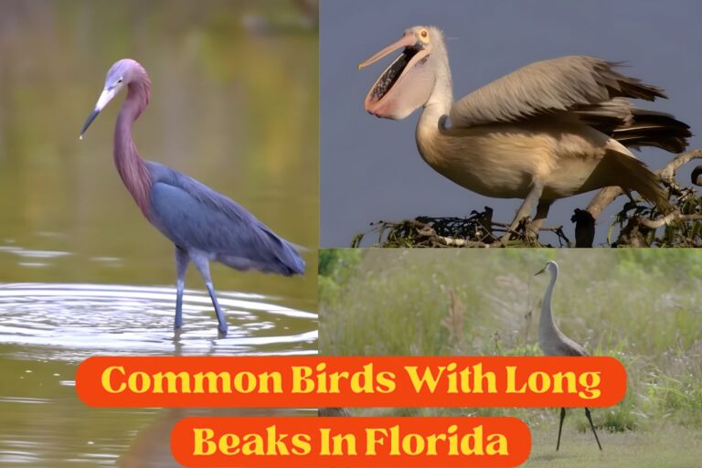 Birds With Long Beaks In Florida