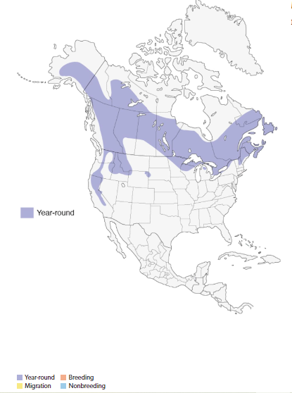 Black-Backed Woodpecker Range Map