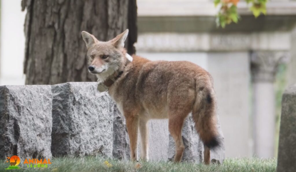 Coyotes in Trees and Urban Environments