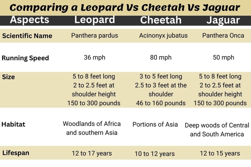 Differences Between Cheetah, Jaguar and Leopard