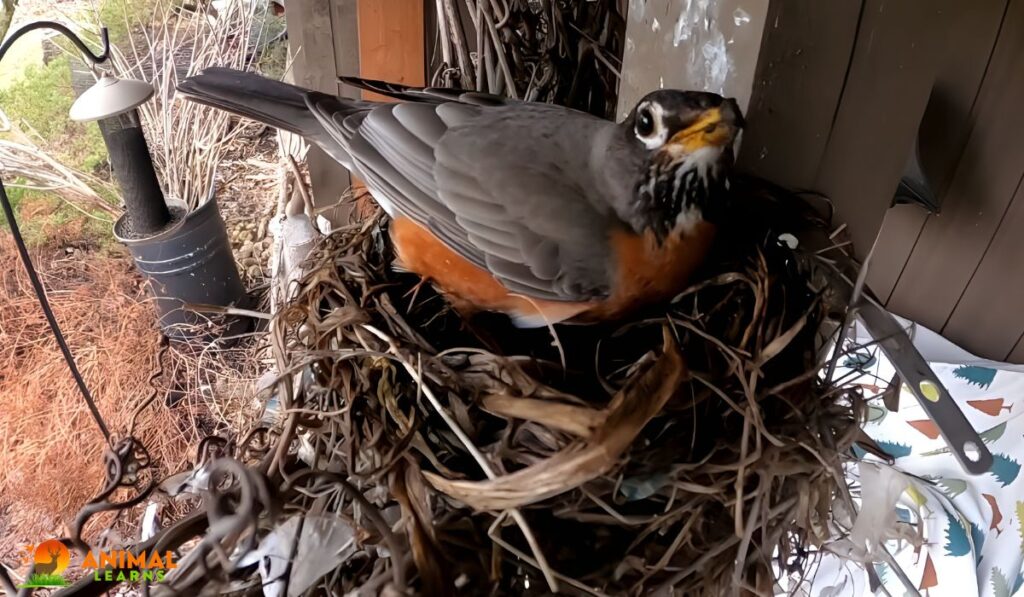 How Long Do Baby Robins Stay in the Nest