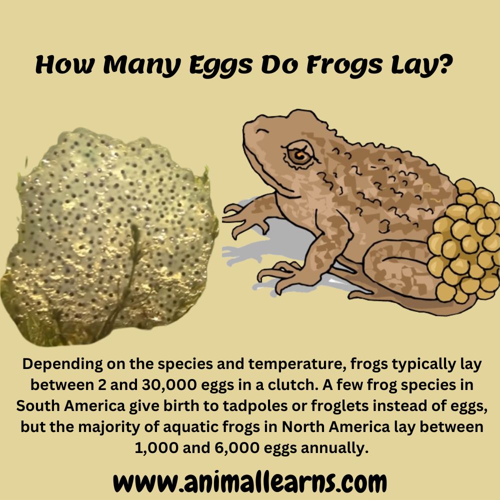 How Many Eggs Do Frogs Lay at Once - Animallearns