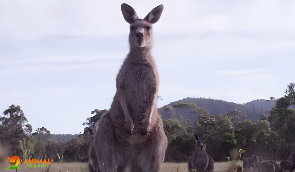 How Strong Are Kangaroos