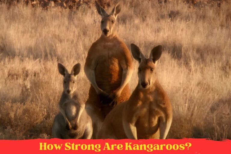 How Strong Are Kangaroos? Compared To Humans