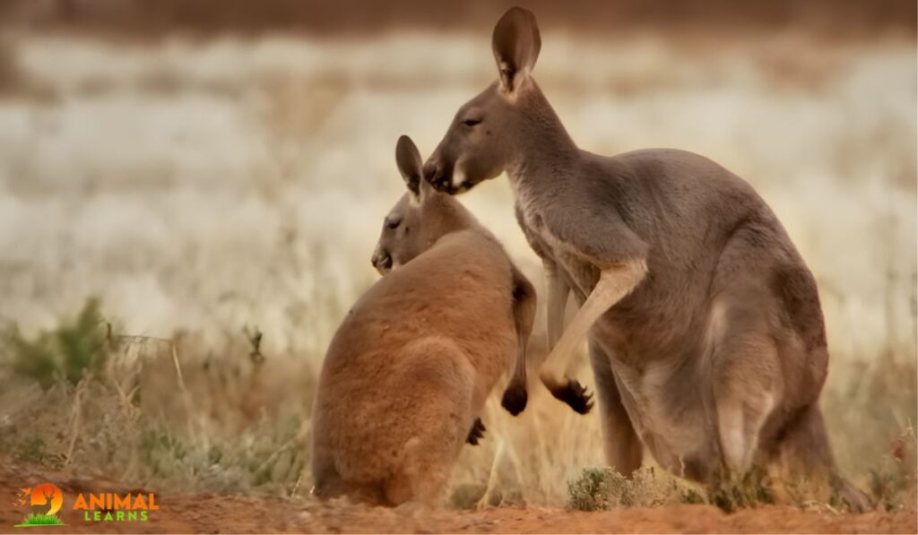How Strong Are Kangaroos Compared To Humans