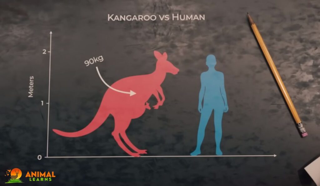 How Strong Are Kangaroos Compared To Humans