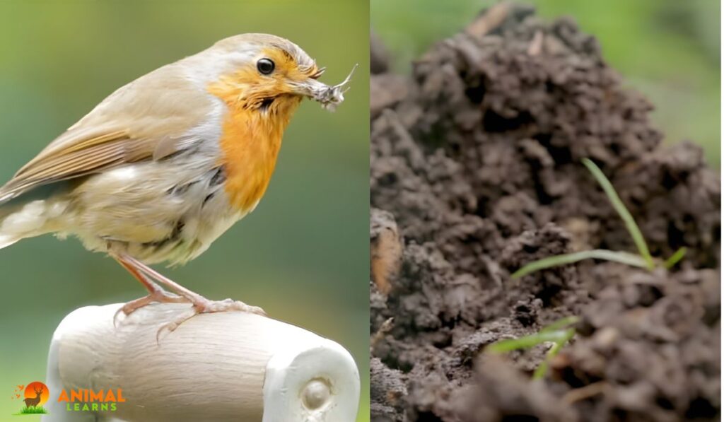 How to Build a Robin's Nest