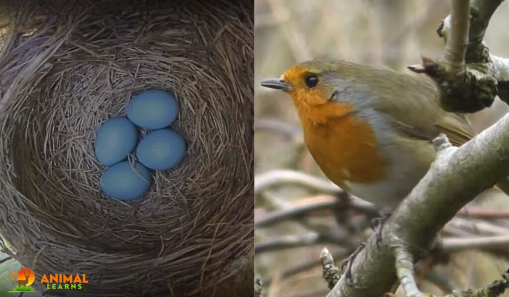 How to Make a Robins Nest - Animallearns