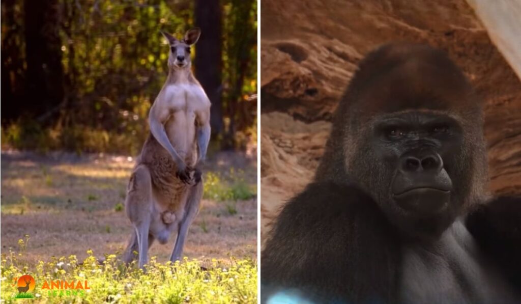 Kangaroo vs. Gorilla Strength Comparison