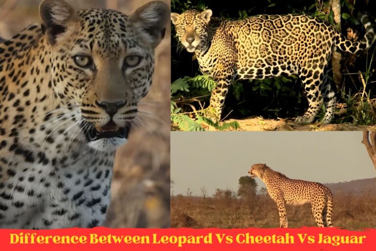 Difference Between Leopard Vs Cheetah Vs Jaguar