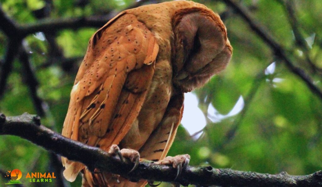 Madagascar Red Owl Facts, Habitat, Diet & Pictures - Animallearns