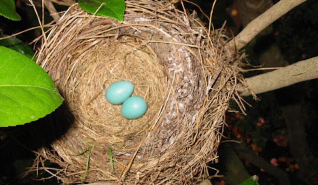 Nests of robin