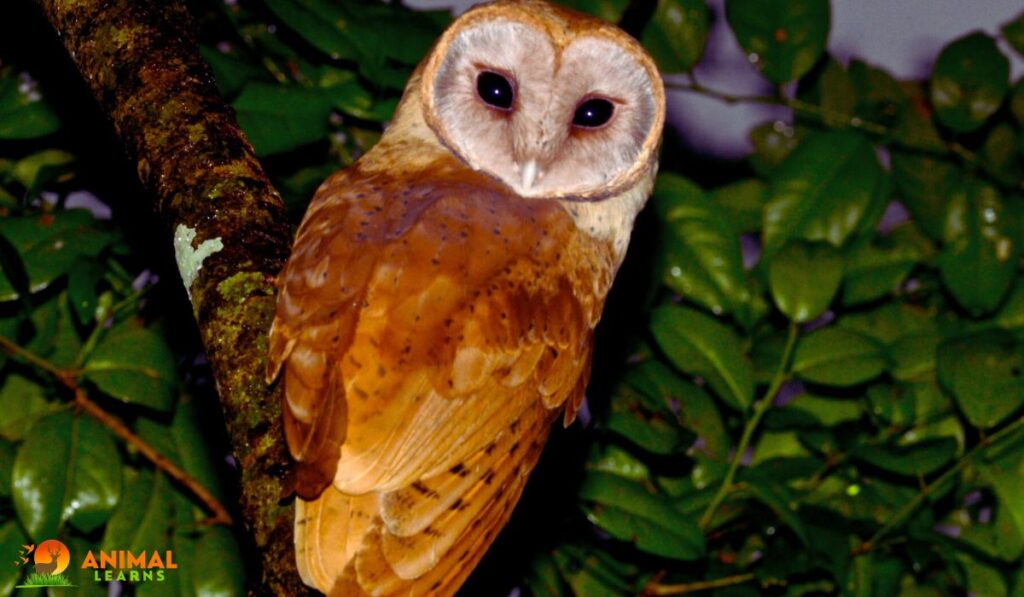 Pictures Of Red Owls