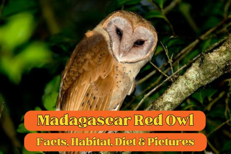 Madagascar Red Owl: Facts, Habitat, Diet & Pictures – Animallearns