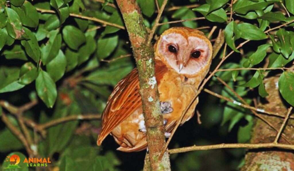 Red Owl Appearance