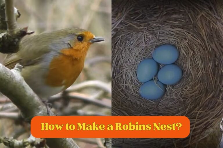 How to Make a Robins Nest? Amazing Information