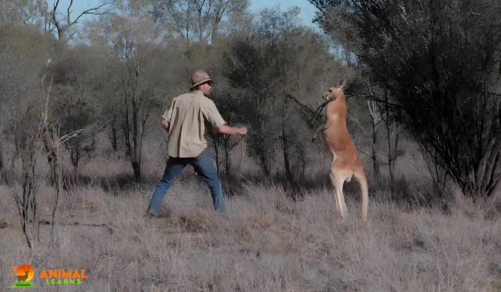 Who Would Win in a Fight Between a Human and a Kangaroo