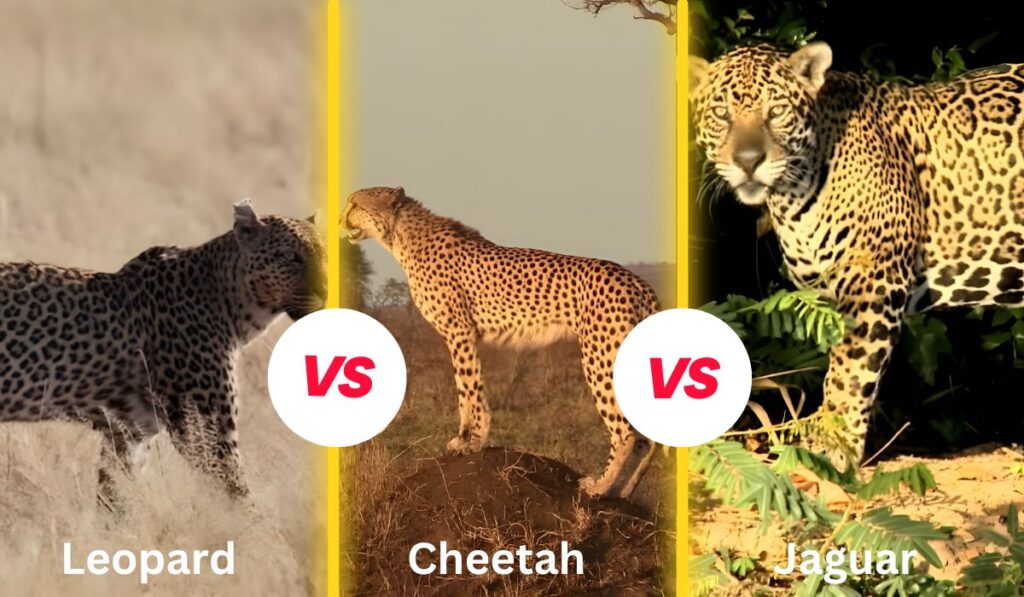 Who Would Win in a Fight Between a Leopard vs. Cheetah vs. Jaguar?
