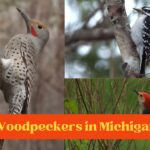 Woodpeckers In Michigan