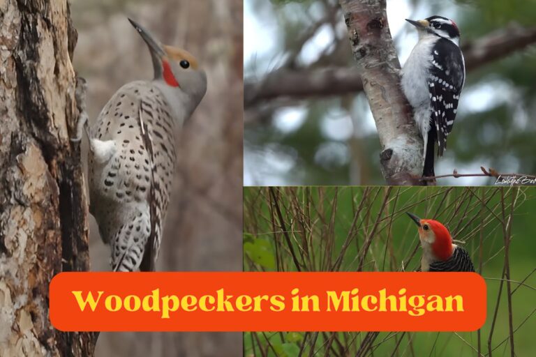 8 Rare Woodpeckers In Michigan (With Pictures) – Animallearns