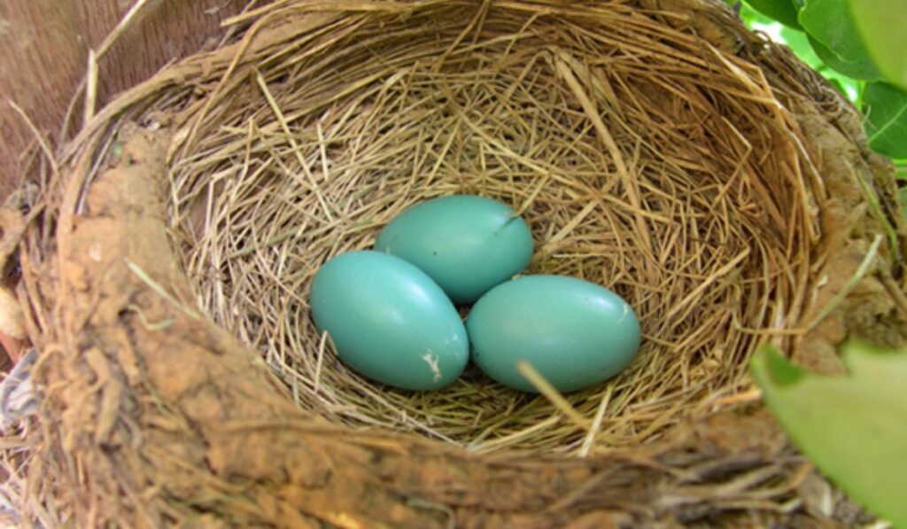 nest of robins eggs