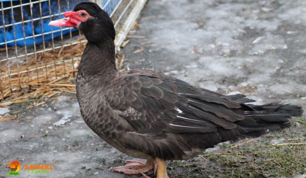 Bronze Muscovy Duck