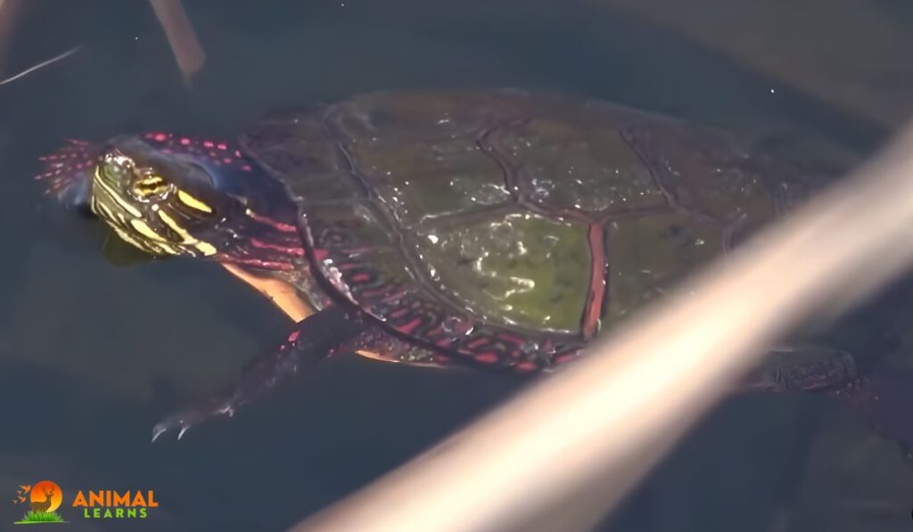 Do Painted Turtles Hibernate In Captivity 