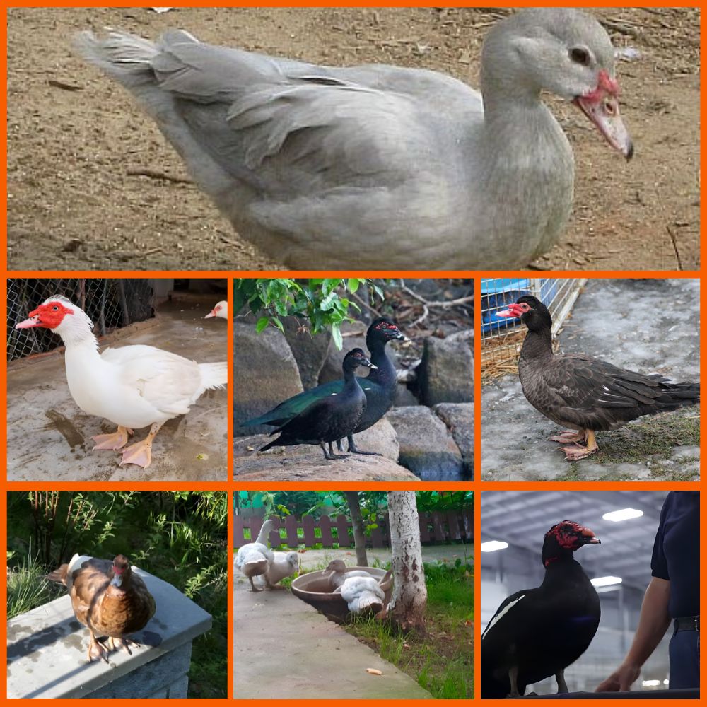 Muscovy Ducks Colors - Animallearns